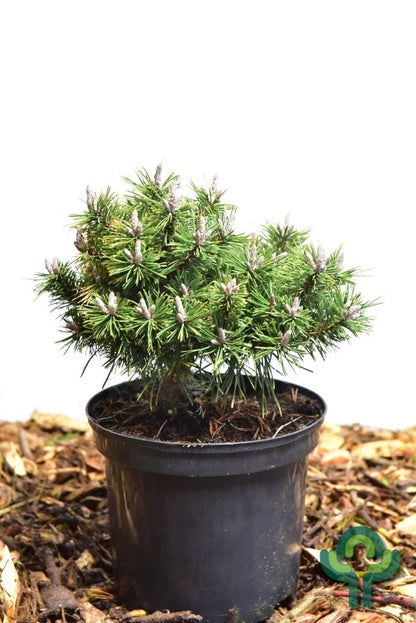 Bergden (Pinus mugo) 'Humpy'