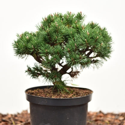 Bergden (Pinus mugo) 'Lilliput'