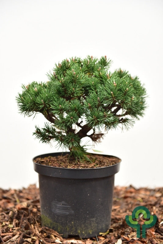 Bergden (Pinus mugo) 'Lilliput'