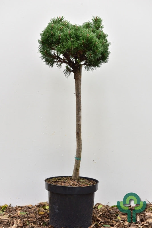Bergden (Pinus mugo) 'Lilliput'