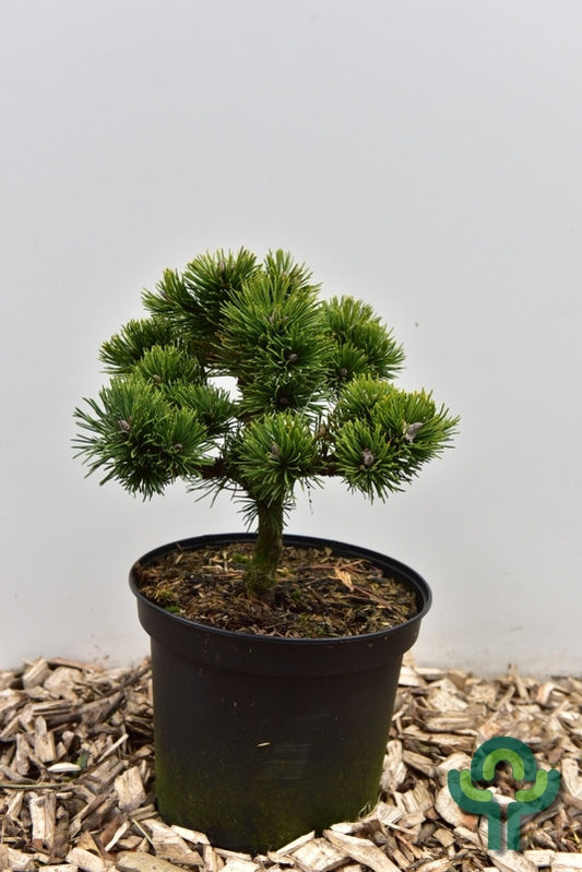 Bergden (Pinus mugo) 'March'