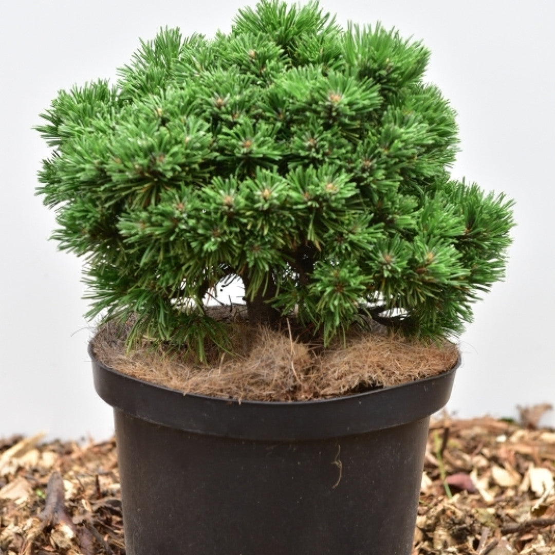 Bergden (Pinus mugo) 'Mops Midget'