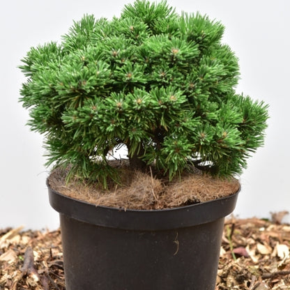 Bergden (Pinus mugo) 'Mops Midget'
