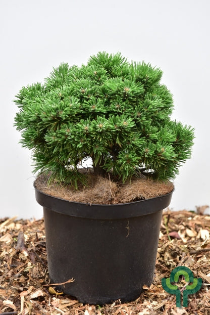 Bergden (Pinus mugo) 'Mops Midget'
