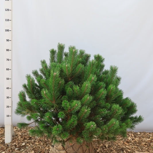Bergden (Pinus mugo uncinata)