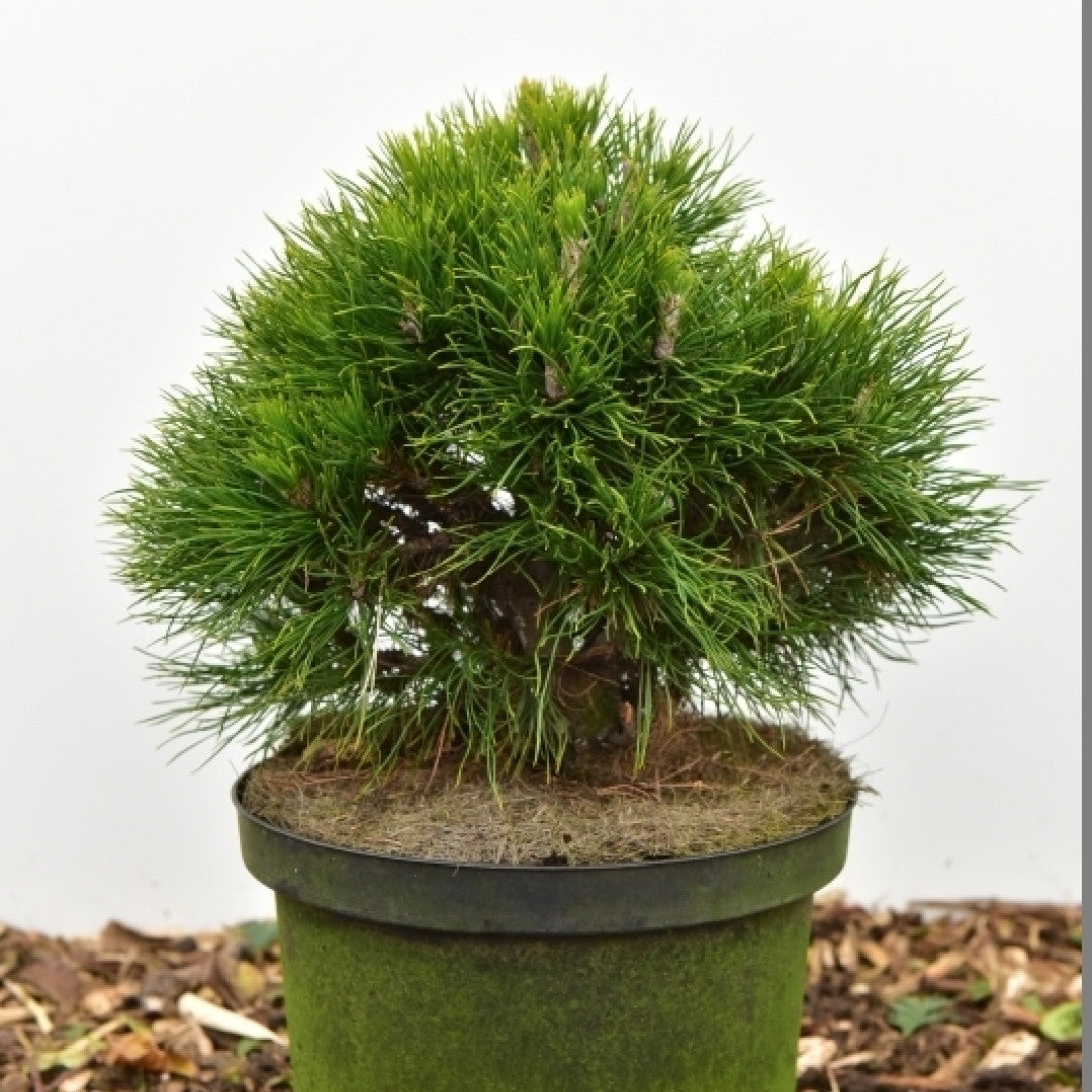 Bergden (Pinus mugo) 'Varella'