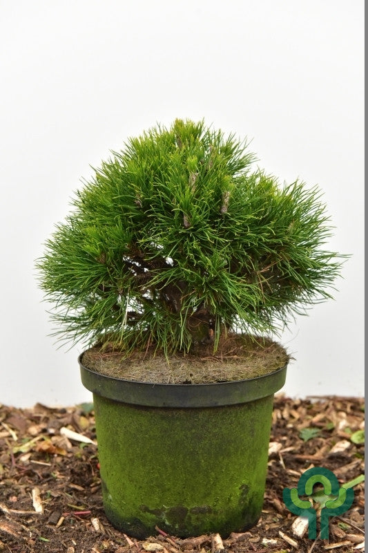 Bergden (Pinus mugo) 'Varella'