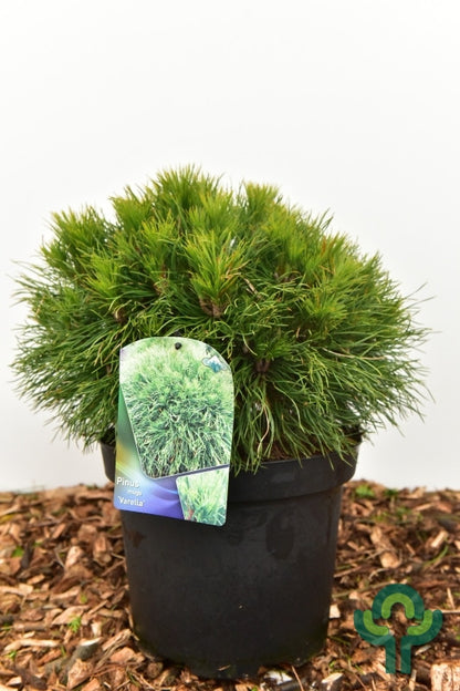 Bergden (Pinus mugo) 'Varella'