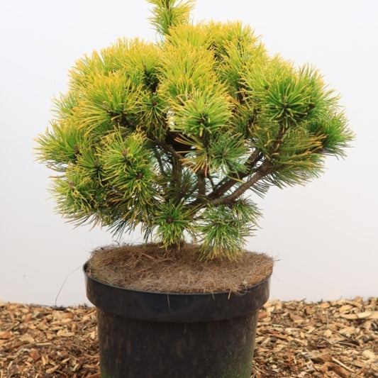 Bergden (Pinus mugo) 'Wintersonne'
