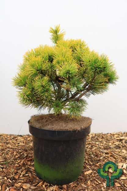 Bergden (Pinus mugo) 'Wintersonne'