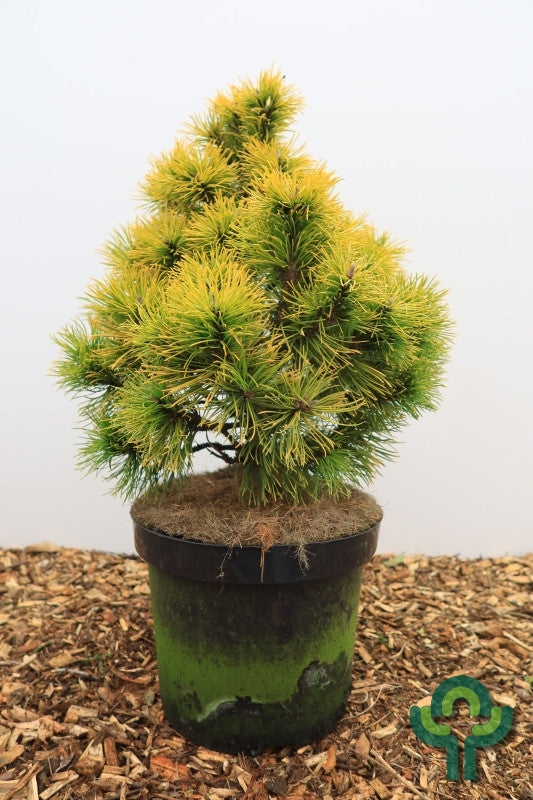 Bergden (Pinus mugo) 'Wintersonne'