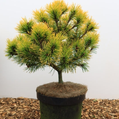 Bergden (Pinus mugo) 'Zundert'