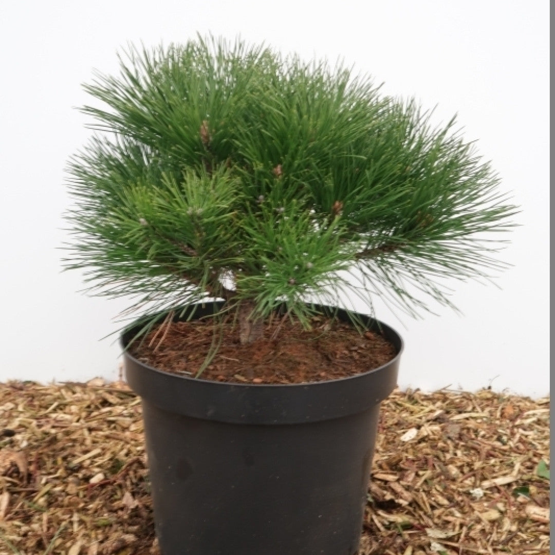 Zwarte den (Pinus nigra) 'Benelux'