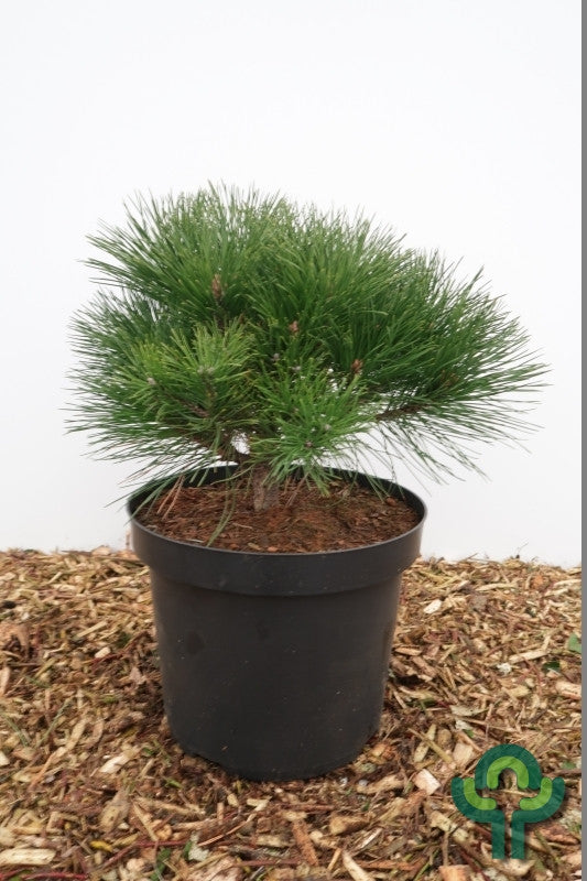Zwarte den (Pinus nigra) 'Benelux'