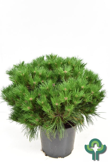 Zwarte den (Pinus nigra) 'Benelux'