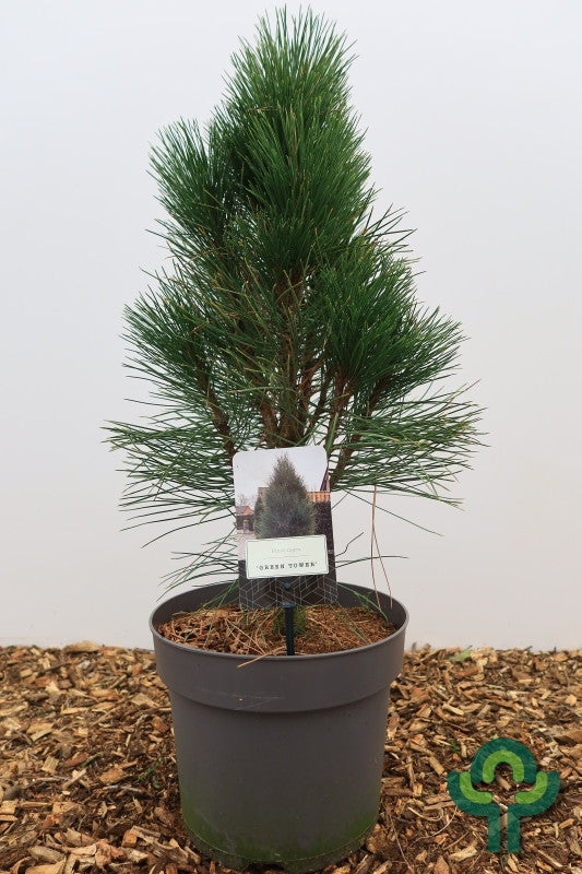 Zwarte den (Pinus nigra) 'Green Tower'