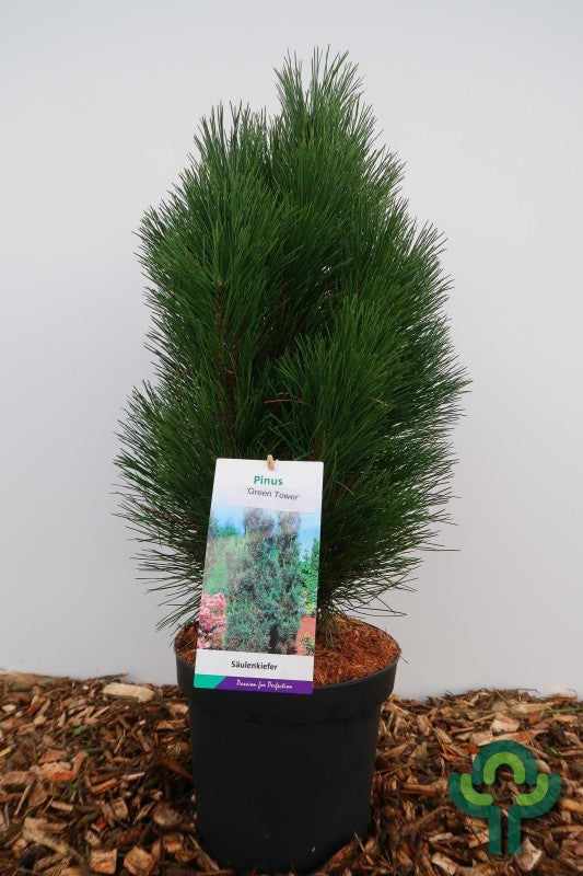Zwarte den (Pinus nigra) 'Green Tower'