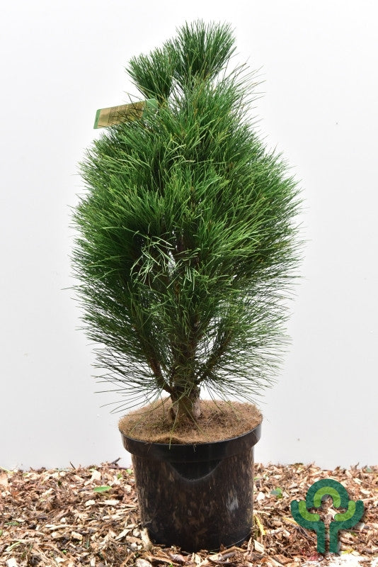 Zwarte den (Pinus nigra) 'Green Tower'