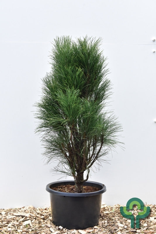 Zwarte den (Pinus nigra) 'Green Tower'
