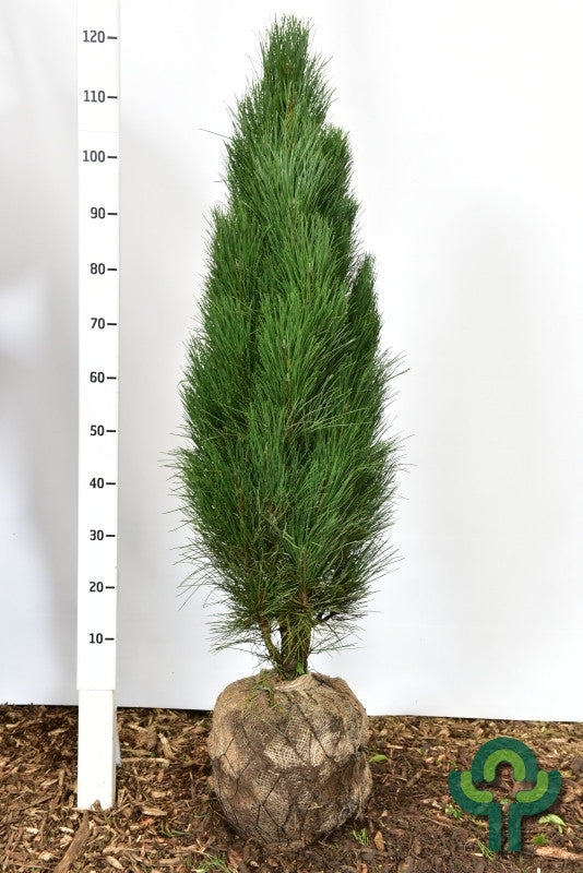 Zwarte den (Pinus nigra) 'Green Tower'