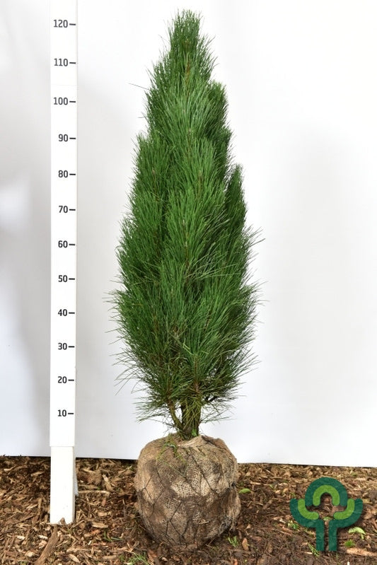 Zwarte den (Pinus nigra) 'Green Tower'