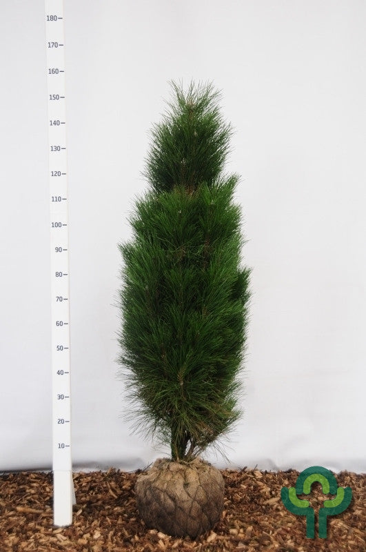 Zwarte den (Pinus nigra) 'Green Tower'