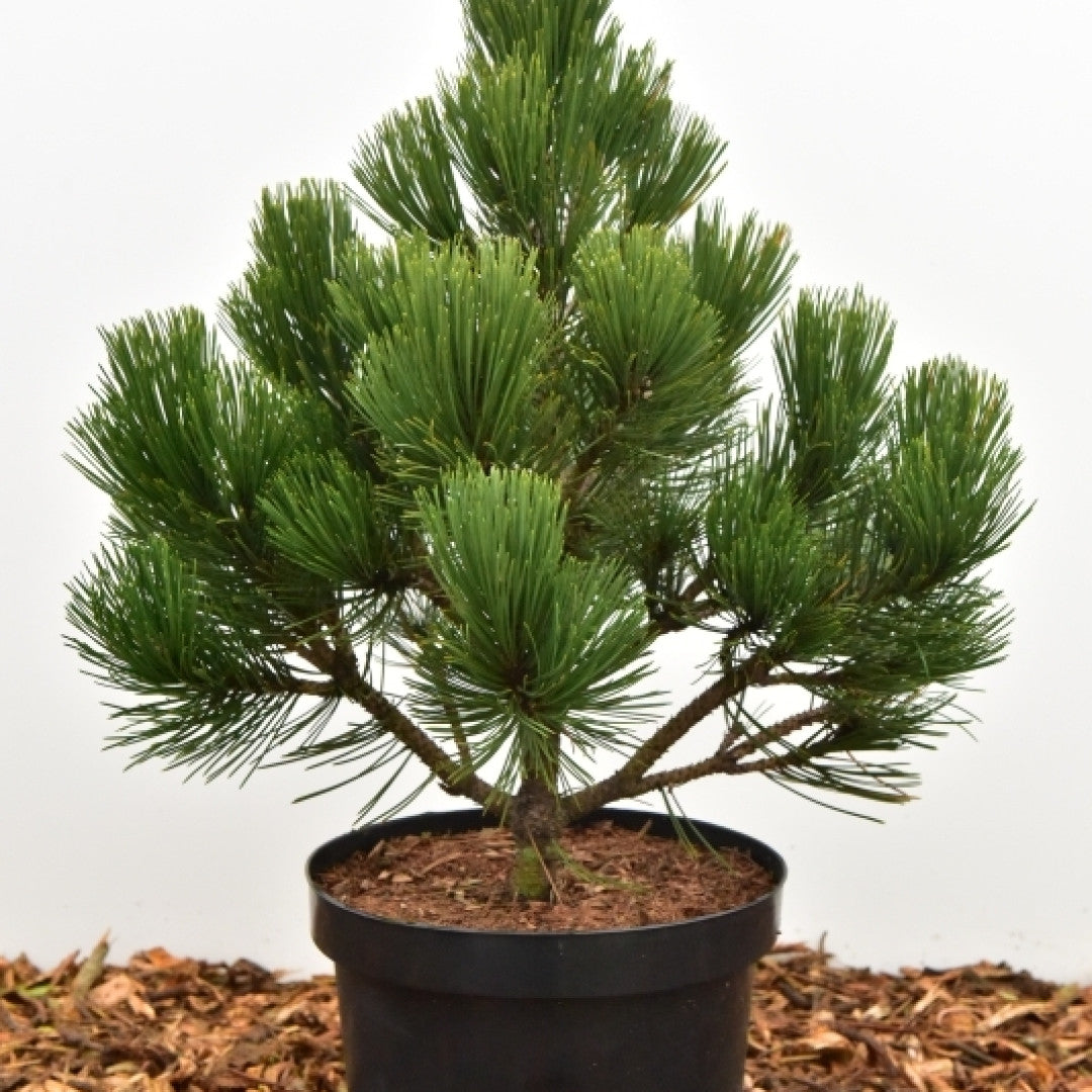 Den (Pinus heldreichii) 'Malinki'