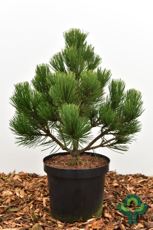 Den (Pinus heldreichii) 'Malinki'
