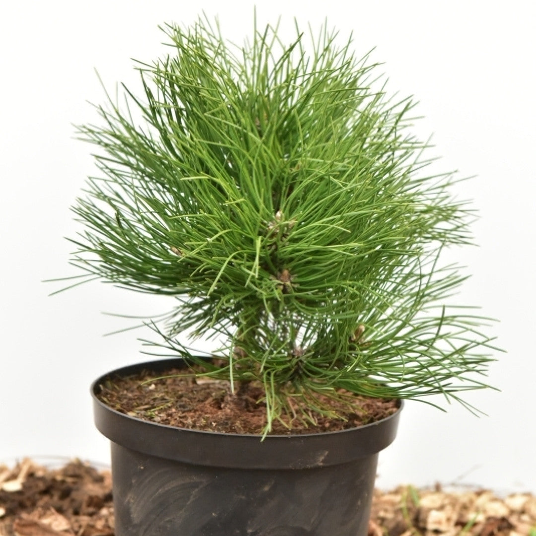 Zwarte den (Pinus nigra) 'Hornibrookiana'