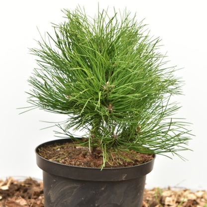 Zwarte den (Pinus nigra) 'Hornibrookiana'