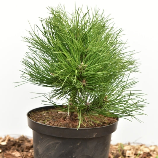 Zwarte den (Pinus nigra) 'Hornibrookiana'