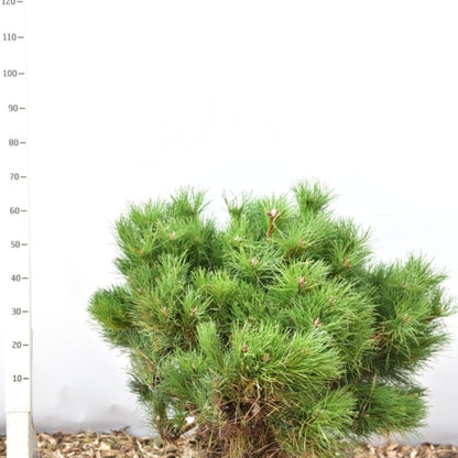 Zwarte den (Pinus nigra) 'Nana'
