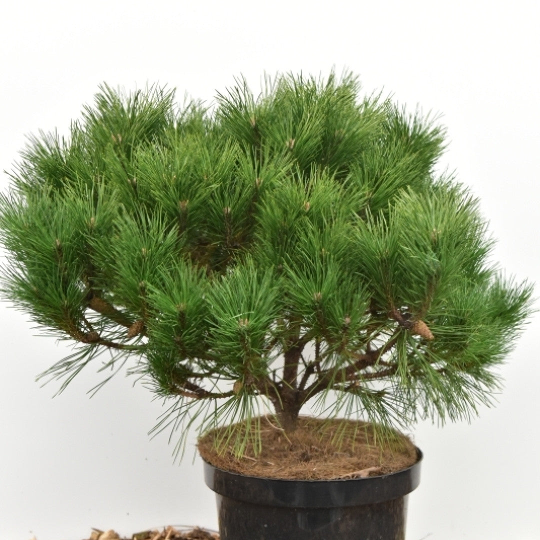 Zwarte den (Pinus nigra) 'Probe'