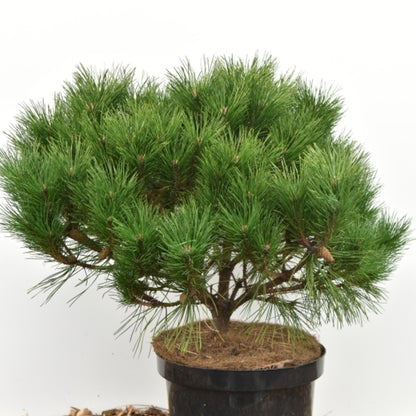 Zwarte den (Pinus nigra) 'Probe'