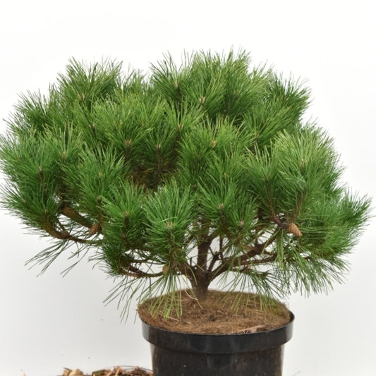 Zwarte den (Pinus nigra) 'Probe'