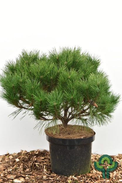 Zwarte den (Pinus nigra) 'Probe'