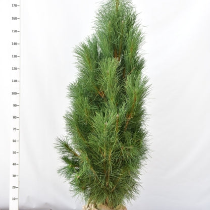 Zwarte den (Pinus nigra) 'Pyramidalis'