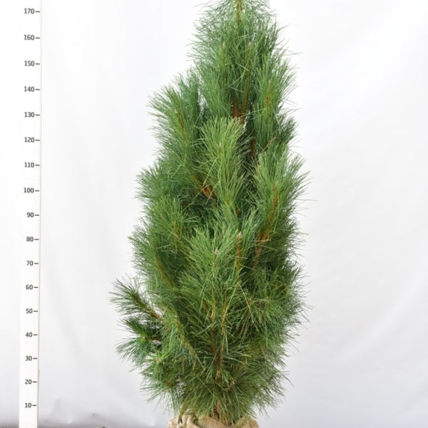 Zwarte den (Pinus nigra) 'Pyramidalis'