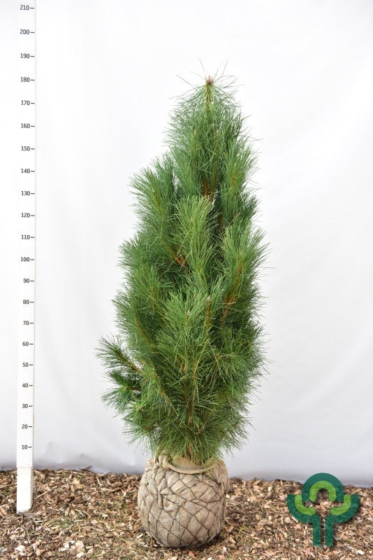Zwarte den (Pinus nigra) 'Pyramidalis'