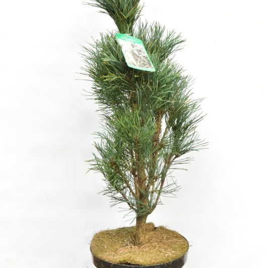 Grove den (Pinus sylvestris) 'Fastigiata'