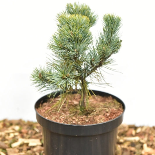 Den (Pinus pumila) 'Glauca'