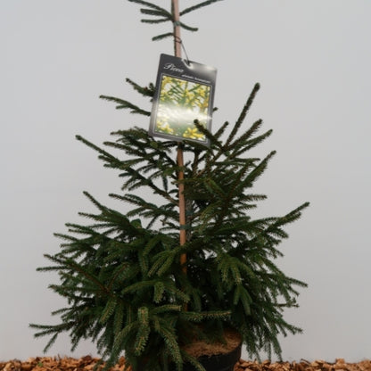 Kaukasische spar (Picea orientalis) 'Aureospicata'