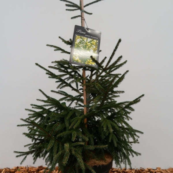 Kaukasische spar (Picea orientalis) 'Aureospicata'