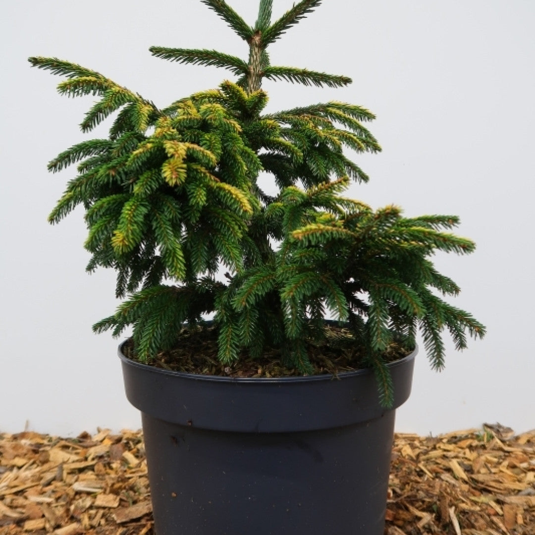 Kaukasische spar (Picea orientalis) 'Early Gold'