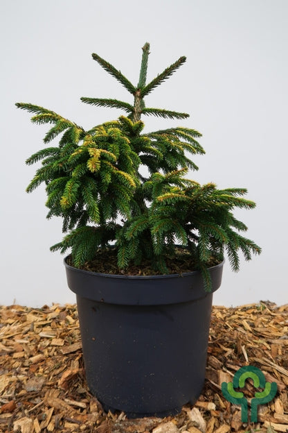 Kaukasische spar (Picea orientalis) 'Early Gold'