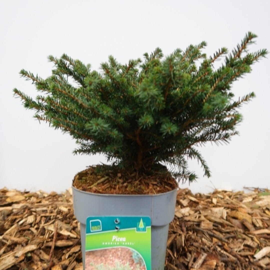 Servische spar (Picea omorika) 'Karel'