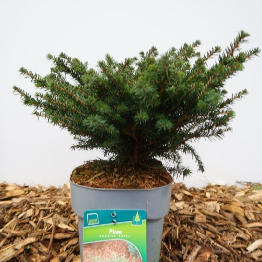 Servische spar (Picea omorika) 'Karel'