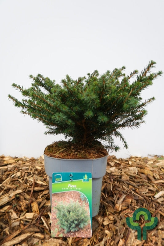 Servische spar (Picea omorika) 'Karel'