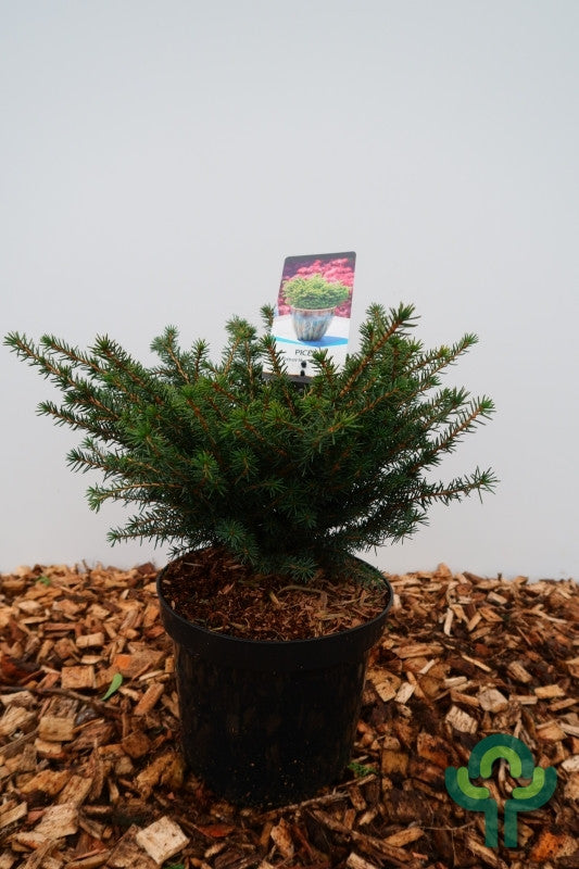 Servische spar (Picea omorika) 'Karel'