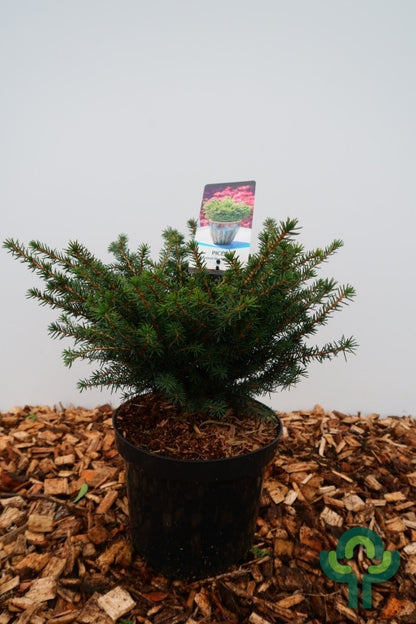 Servische spar (Picea omorika) 'Karel'